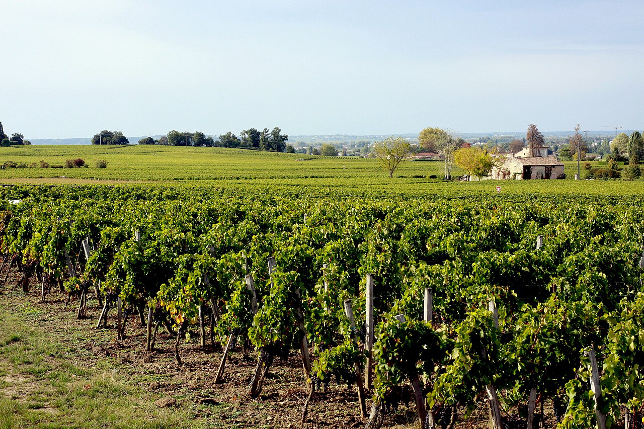 Vignobles de Saint-Émilion en Gironde